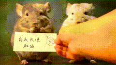 唯美视频素材加油