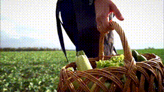 唯美视频素材摘菜