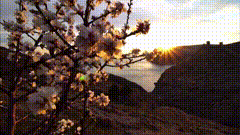 夕阳唯美视频素桃花治愈系风景日落