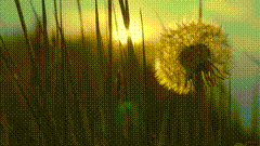 夕阳蒲公英唯美素材特效素材特效短视频素材