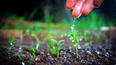 小植物成长素材