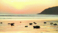 小海龟唯美素材