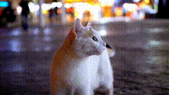 小猫咪唯美素材