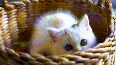 小猫咪唯美素材素材特效短视频素材