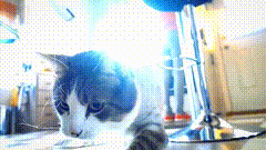 小猫咪的唯美素材特效