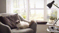 小猫唯美素材