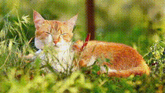 小猫唯美素材特效