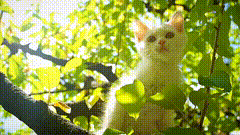 小猫唯美素材特效5827