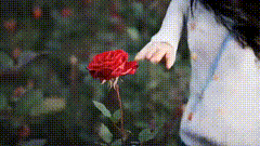 影感花海