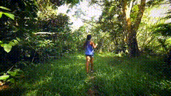 早上森林唯美视频素材风景