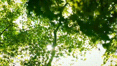 早安唯美素材特效