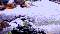 植物素材特效