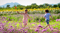 游玩花海唯美视频素材花海遇见你唯美
