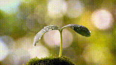 种子发芽唯美素材特效