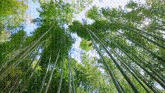 竹林唯美素材