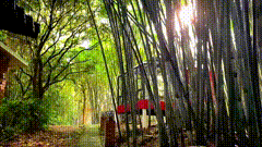 竹林小路唯美视频素材