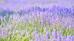 薰衣草素材