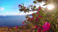 阳光花朵唯美视频素材治愈系风景