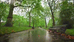 雨天公园唯美视频素材听雨林荫小道