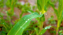 雨天唯美素材特效