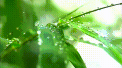 雨滴唯美视频素材雨天听雨