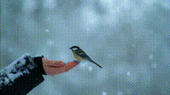 雪了小鸟