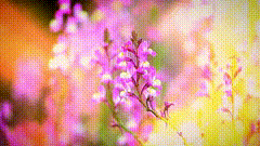 鲜花唯美素材