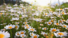 鲜花素材