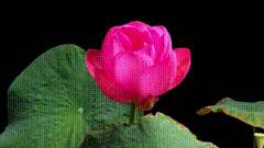 出淤泥而不染心如莲花荷花河花唯美视频素材
