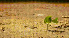 刮风植物唯美视频素材