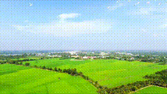 天空鸟群视频素材航拍