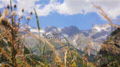 山上小草唯美素材