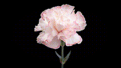 材分享花开素材黑幕素材