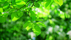 树林里音效视频素材植物聆听大自然