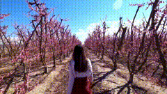 桃花背影