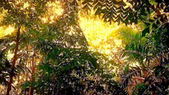 森林唯美素材特效