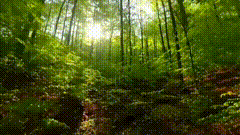 森林素材阳光素材森林氧吧