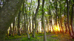 森林风景