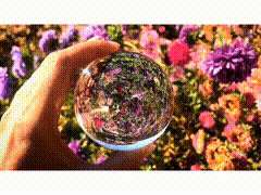 水晶球唯美素材视频素材特效鲜花