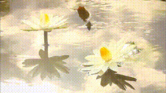 池塘荷花心如莲花摄影睡莲盛开
