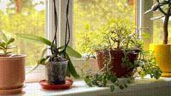 盘栽唯美素材