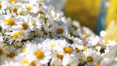 素材分享蜜蜂素材