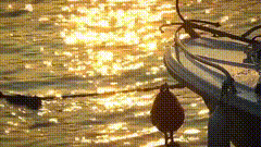 船上夕阳唯美素材特效