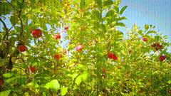 苹果树唯美视频素材