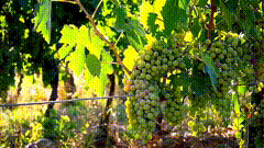 葡萄园里的唯美素材特效6916