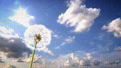 蒲公英天空高清唯美素材特效素材特效短视频素材