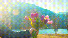 送花唯美素材特效