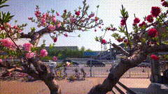 道路车流唯美视频素材街景随拍桃花街拍