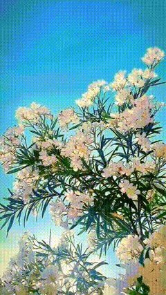 高清唯美素材特效素材特效短视频素材动态壁纸