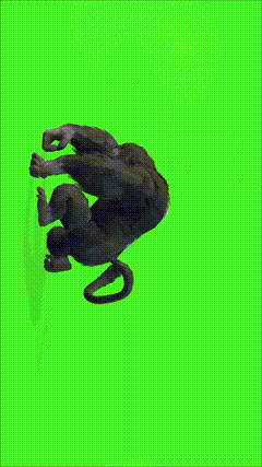 大猩猩绿屏特效这个特效又火啦手机特效手机特效